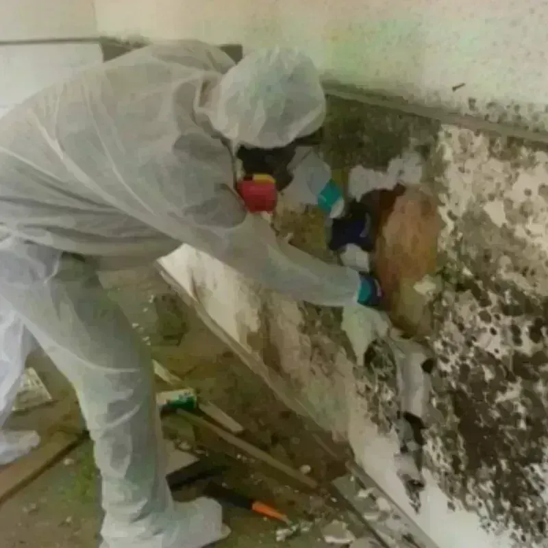 Mold Remediation and Removal in Bondurant, IA